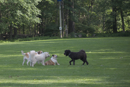 20250620_Dog park__DSC0085_.jpg