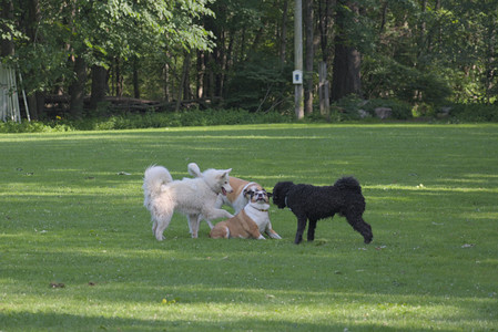 20250620_Dog park__DSC0088_.jpg