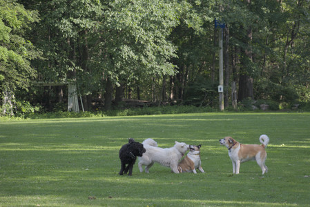 20250620_Dog park__DSC0091_.jpg