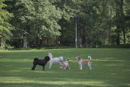 20250620_Dog park__DSC0096_.jpg