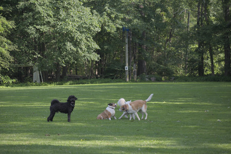 20250620_Dog park__DSC0098_.jpg