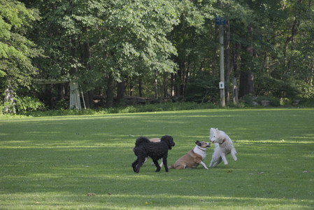 20250620_Dog park__DSC0104_.jpg