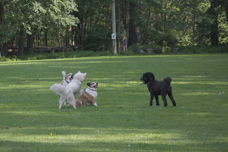 20250620_Dog park__DSC0108_.jpg