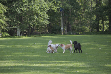 20250620_Dog park__DSC0116_.jpg