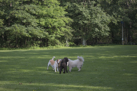 20250620_Dog park__DSC0118_.jpg