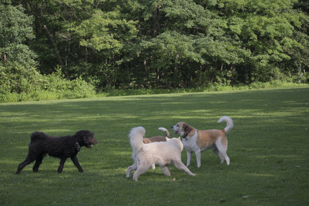 20250620_Dog park__DSC0125_.jpg