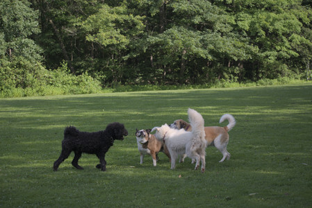 20250620_Dog park__DSC0127_.jpg