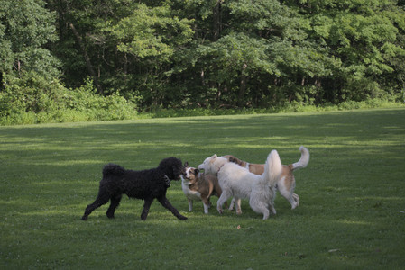 20250620_Dog park__DSC0128_.jpg