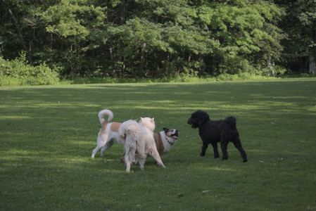 20250620_Dog park__DSC0142_.jpg