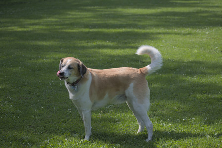 20250620_Dog park__DSC0470_.jpg