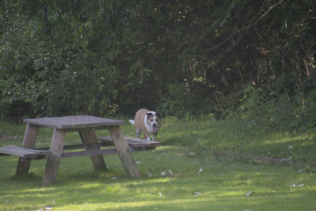 20250620_Dog park__DSC0478_.jpg