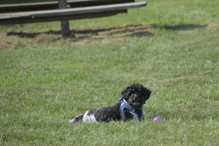 20250620_Dog park__DSC0482_.jpg