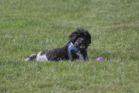 20250620_Dog park__DSC0484_.jpg