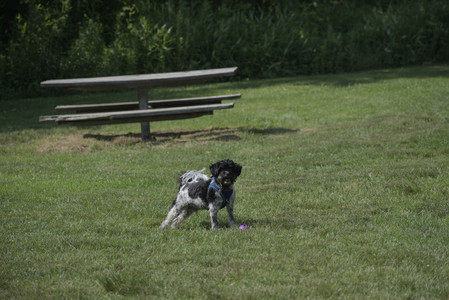 20250620_Dog park__DSC0486_.jpg