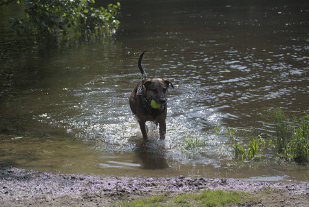 20250620_Dog park__DSC0507_.jpg
