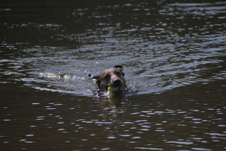 20250620_Dog park__DSC0522_.jpg