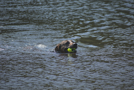 20250620_Dog park__DSC0548_.jpg