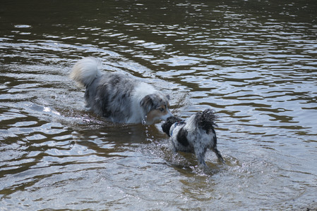 20250620_Dog park__DSC0558_.jpg