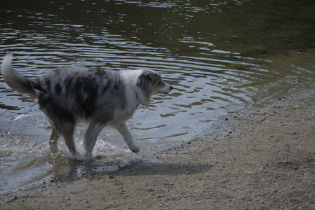 20250620_Dog park__DSC0563_.jpg