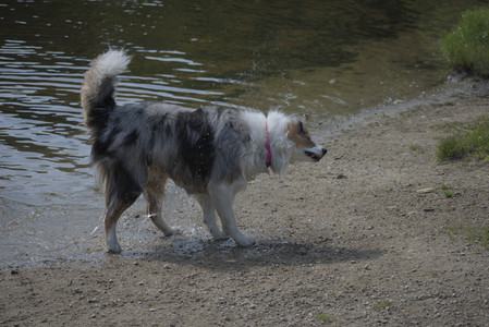 20250620_Dog park__DSC0564_.jpg