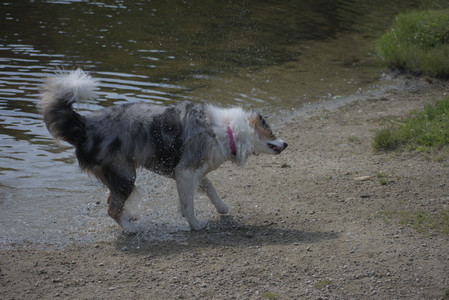 20250620_Dog park__DSC0565_.jpg