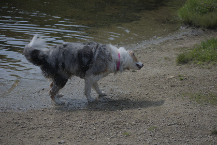 20250620_Dog park__DSC0567_.jpg