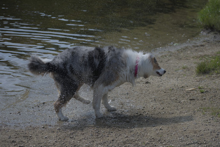 20250620_Dog park__DSC0568_.jpg