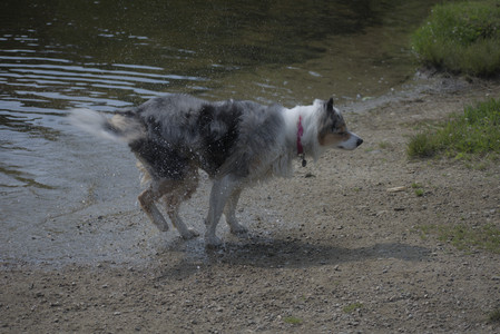 20250620_Dog park__DSC0569_.jpg