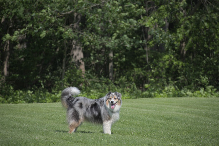 20250620_Dog park__DSC0573_.jpg