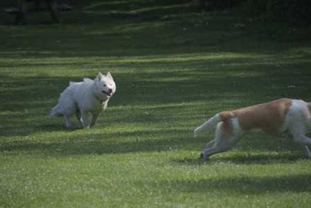 20250620_Dog park__DSC0584_.jpg
