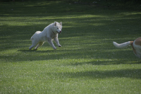 20250620_Dog park__DSC0585_.jpg