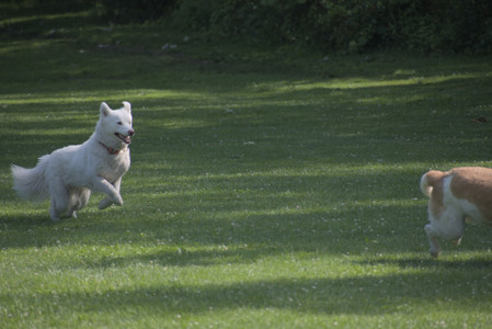 20250620_Dog park__DSC0586_.jpg