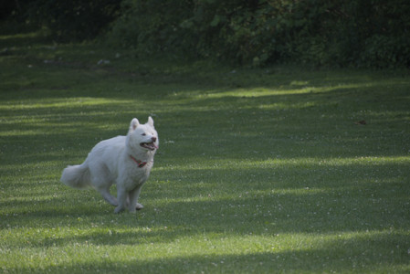 20250620_Dog park__DSC0587_.jpg
