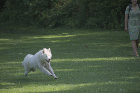 20250620_Dog park__DSC0588_.jpg