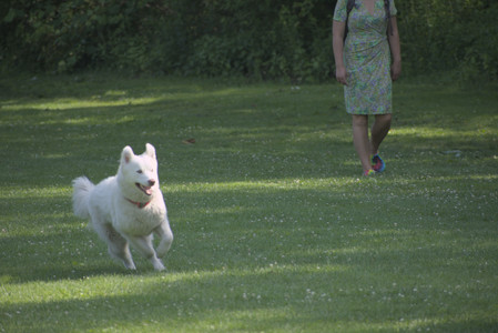 20250620_Dog park__DSC0589_.jpg