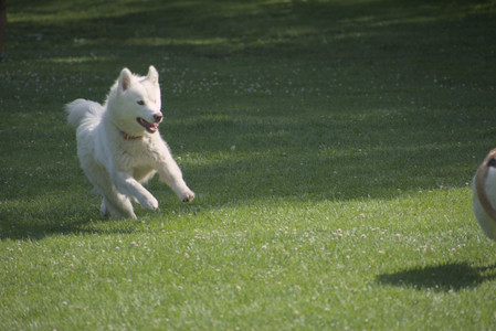 20250620_Dog park__DSC0591_.jpg