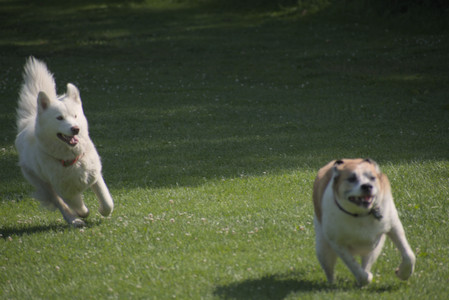 20250620_Dog park__DSC0592_.jpg