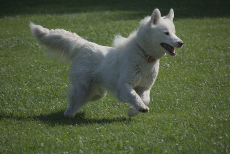 20250620_Dog park__DSC0595_.jpg