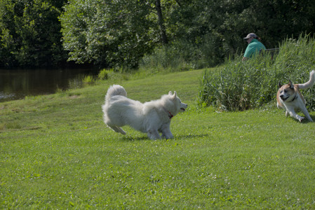 20250620_Dog park__DSC0610_.jpg