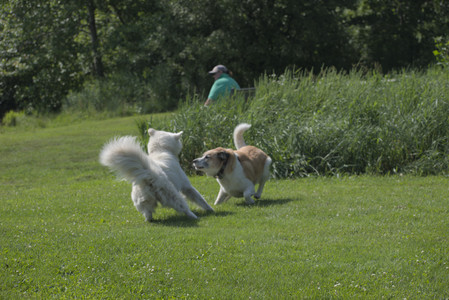 20250620_Dog park__DSC0611_.jpg