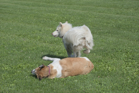 20250620_Dog park__DSC0612_.jpg