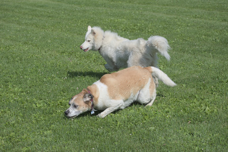 20250620_Dog park__DSC0613_.jpg
