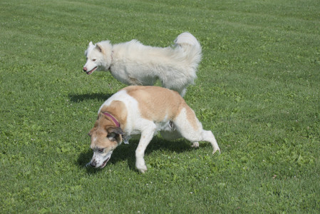 20250620_Dog park__DSC0614_.jpg