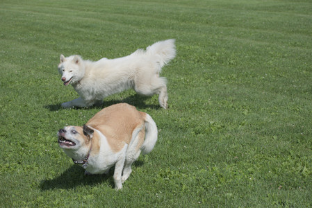 20250620_Dog park__DSC0615_.jpg