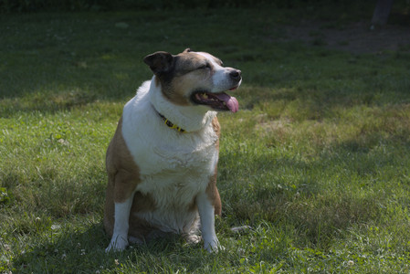 20250620_Dog park__DSC0622_.jpg