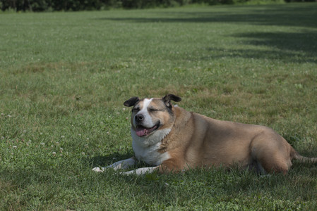 20250620_Dog park__DSC0636_.jpg