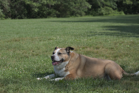 20250620_Dog park__DSC0638_.jpg