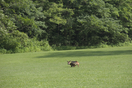 20250620_Dog park__DSC0660_.jpg