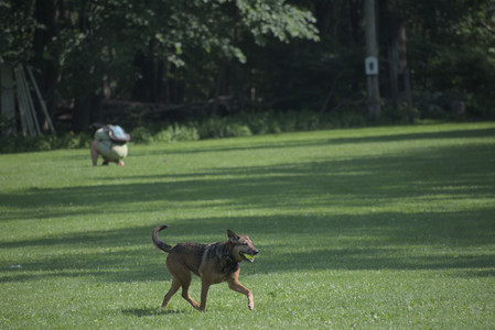 20250620_Dog park__DSC0671_.jpg