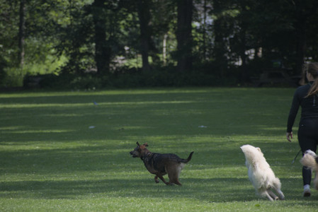 20250620_Dog park__DSC0682_.jpg